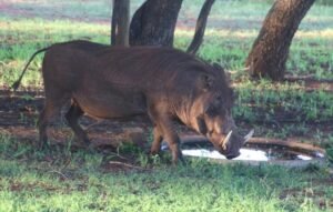 केरल के कृषि मंत्री ने की जंगली सुअर का मांस खाने की अनुमति देने की मांग, किया ये दावा