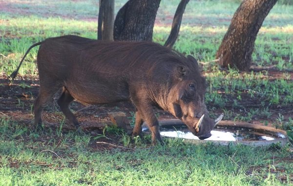 केरल के कृषि मंत्री ने की जंगली सुअर का मांस खाने की अनुमति देने की मांग, किया ये दावा