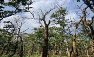 अमरकंटक के जंगलों में फैला साल बोरर कीट, दस हजार से अधिक साल के पेड़ क्षतिग्रस्त