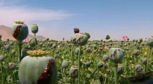 पांच एकड़ में की जा रही अफीम की अवैध खेती नष्ट