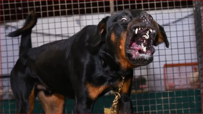 इतना बड़ा घर होगा, तभी पाल सकेंगे पिटबुल-रोटवीलर और… देहरादून में नए बायलॉज लागू