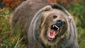 चमोली में भालू ने फिर किया 2 छात्राओं पर हमला, स्कूल जा रही थीं दोनों चमोली में भालू ने फिर किया 2 छात्राओं पर हमला, स्कूल जा रही थीं दोनों