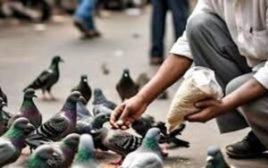 कोर्ट ने दिया आदेश, कबूतरों को दाना खिलाने पर 5000 रुपए का जुर्माना