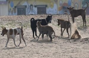 रंगारेड्डी में 100 आवारा कुत्तों को जहर देकर मारा