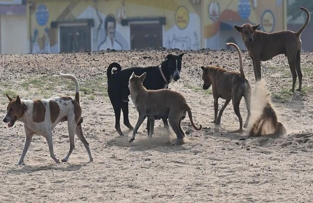 रंगारेड्डी में 100 आवारा कुत्तों को जहर देकर मारा