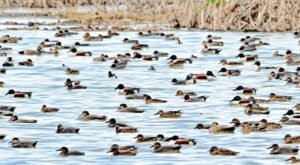 कश्मीर में होकरसर वेटलैंड का सीमांकन शुरू, यूरोपीय प्रवासी पक्षियों का फेमस स्पॉट