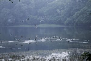 बिहार के इस जलाशय में रूस-चीन-अमेरिका से पहुंचे प्रवासी पक्षी, अंतरराष्ट्रीय परिंदों का बना सुरक्षित आशियाना