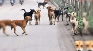 300 आवारा कुत्तों की बेरहमी से हुई हत्या, सरपंचों और अधिकारियों पर लगे गंभीर आरोप