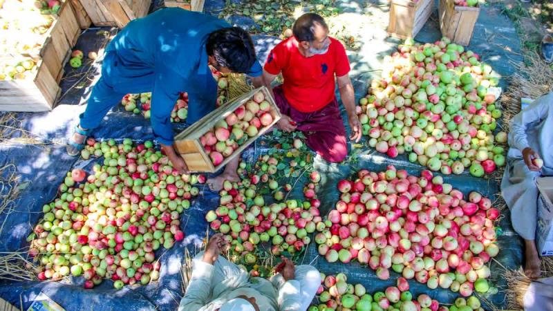 ट्रेड डील से घरेलू सेब किसानों की रोज़ी-रोटी पर खतरा