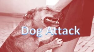 जयपुर एयरपोर्ट में महिला पैसेंजर पर कुत्ते ने किया हमला, लहु-लुहान हुआ पैर 